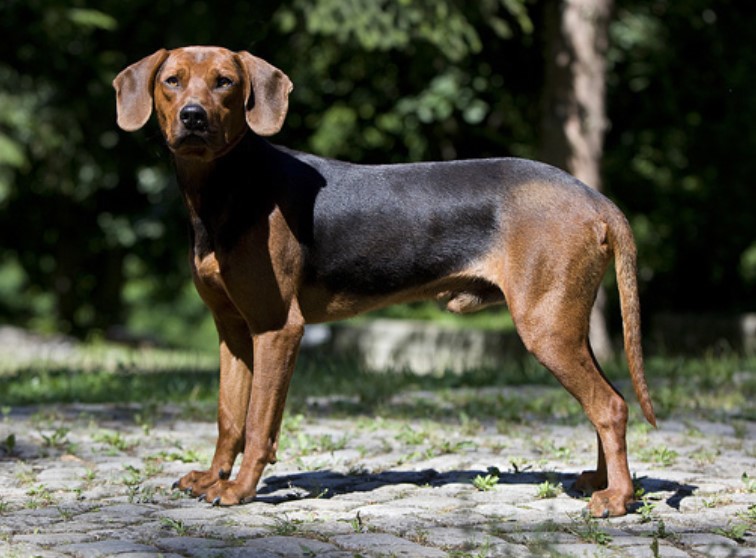南斯拉夫山地猎犬