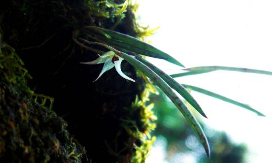 Octomeria octomeriantha_百度百科