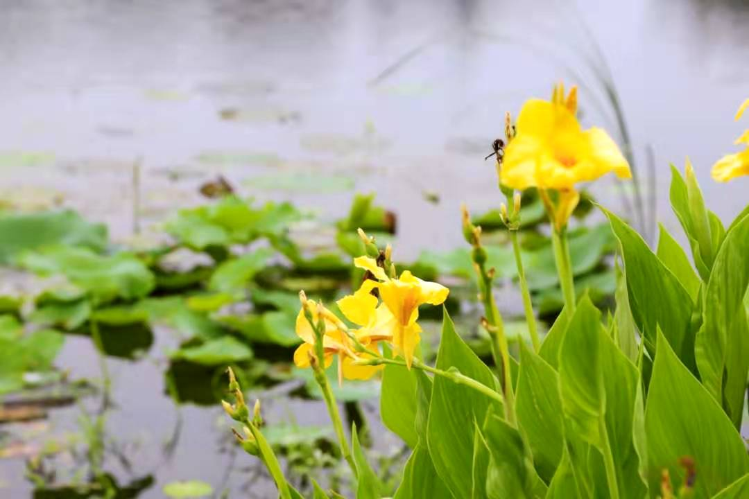 黄菖蒲 能够止痛消炎 也具有生态价值 百科ta说