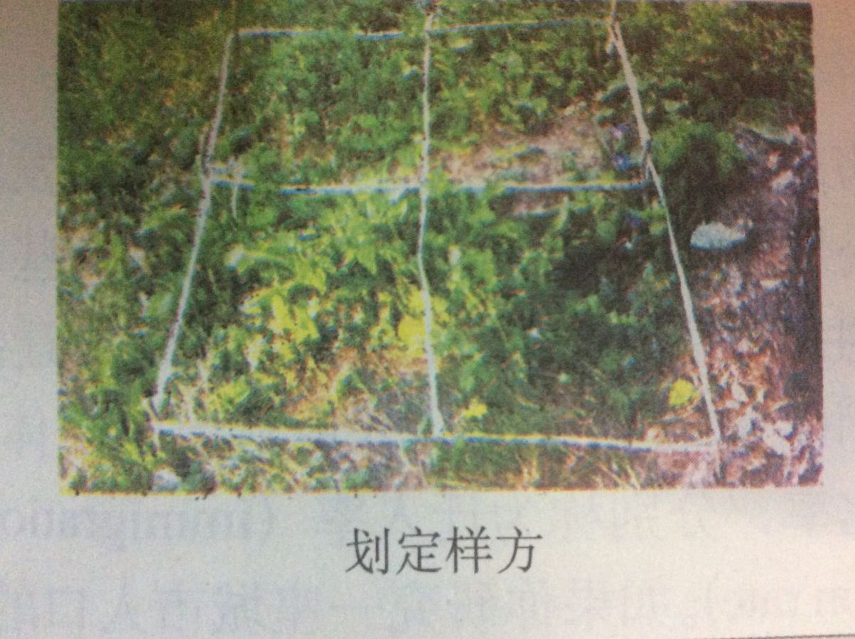  p> a target="_blank" href="/item/样方/364