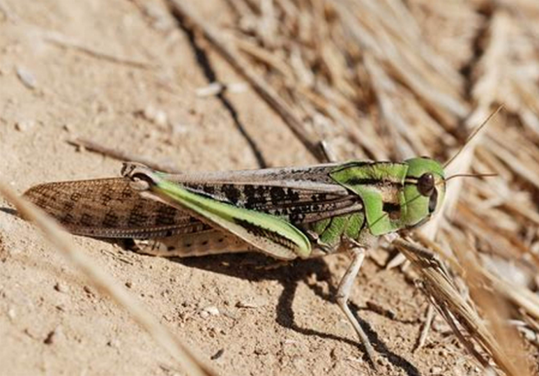  p>亚洲飞蝗(学名:locusta migratoria l.