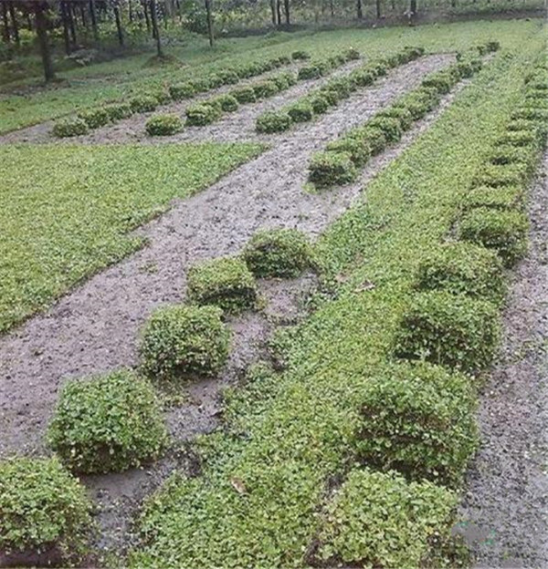  p data-id="txtinijjyhfi">马蹄金是旋花科马蹄金属多年生草本植物.