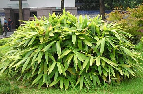 箬竹_百度百科