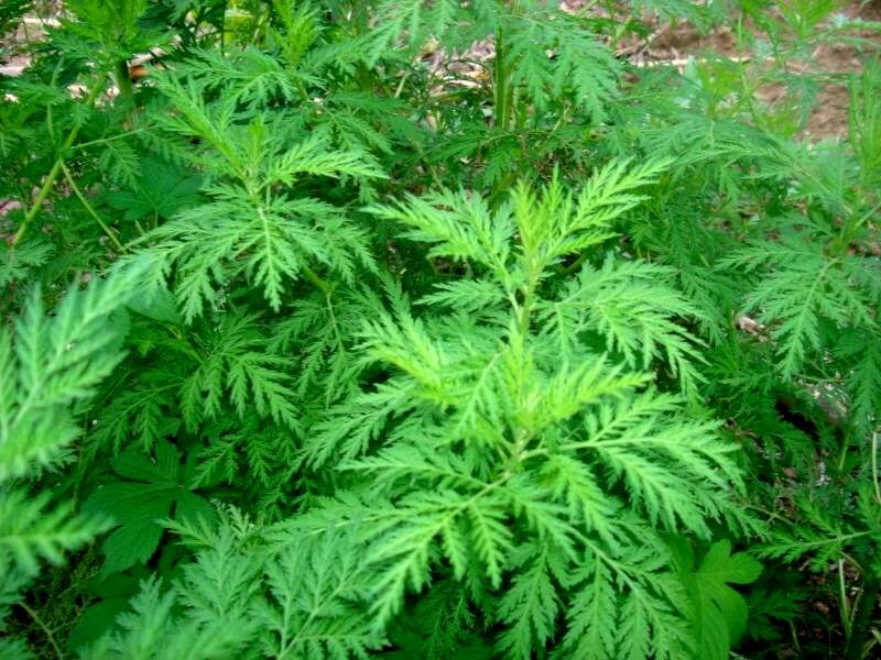 菊科蒿属一年生草本植物;茎单生无毛,表面黄绿色或棕黄色;叶无毛,叶