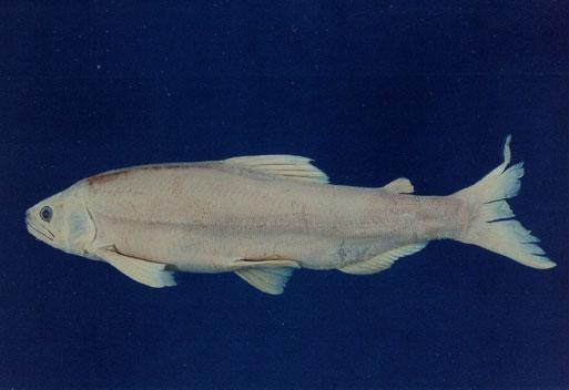  p>香鱼(学名: i>plecoglossus altivelis /i>)是香鱼科,香鱼属鱼类.