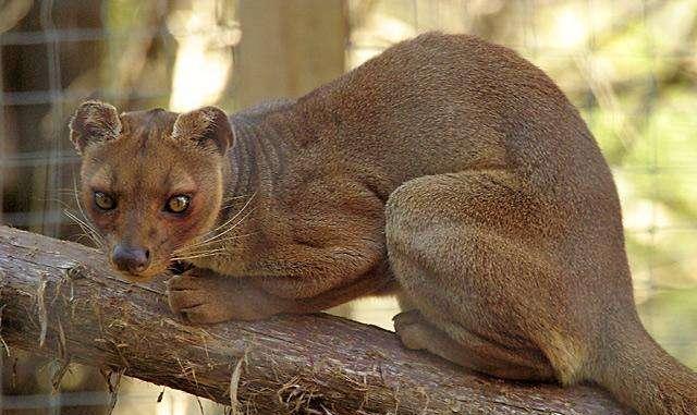 小齿狸阿萨姆亚种