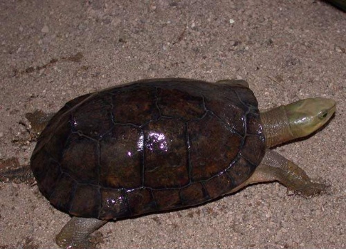  p>周氏闭壳龟(学名: i>cuora zhoui /i>)是龟科,闭壳龟属动物.