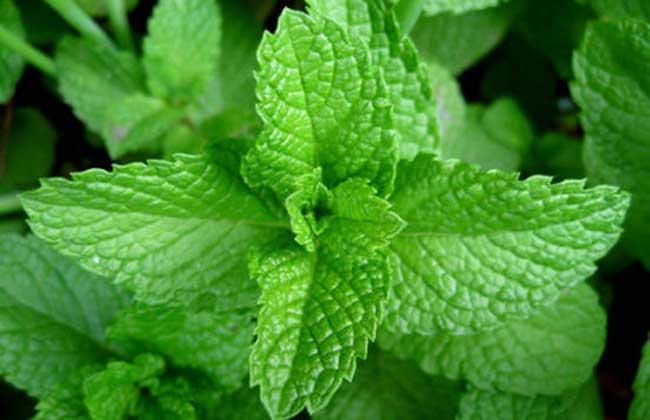 薄荷草
