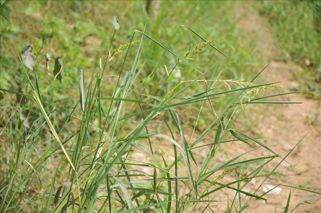 eehinochloa var.mitis