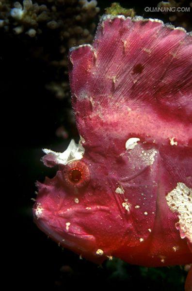  p data-id="gnbjg2i3m5">叶鱼又名枯叶鱼,叶形鱼,多棘叶形 a target=