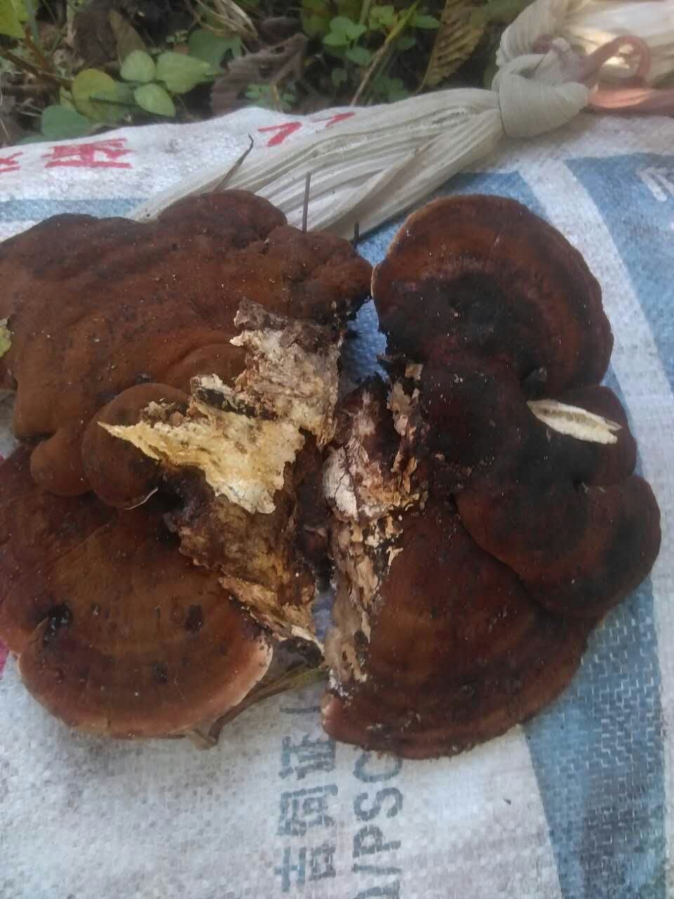  p>薄皮纤孔菌别名稀针孔菌,薄皮毛背菌,生于桦等阔叶树腐木上,常呈覆