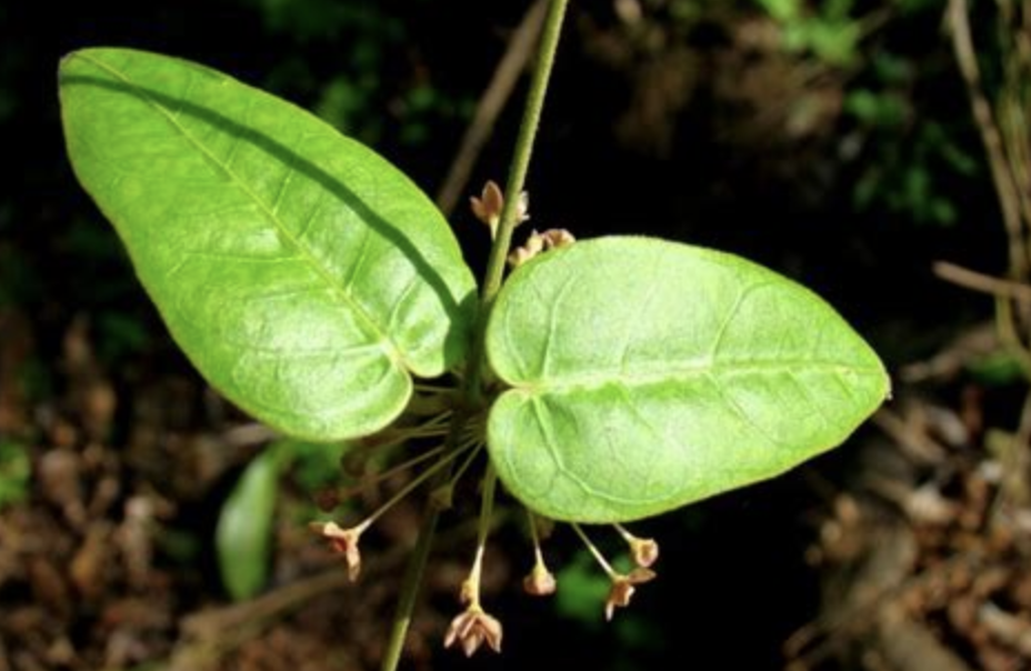 ex wight)是夹竹桃科娃儿藤属植物,匍匐性藤状灌木;茎,叶的两面,叶柄