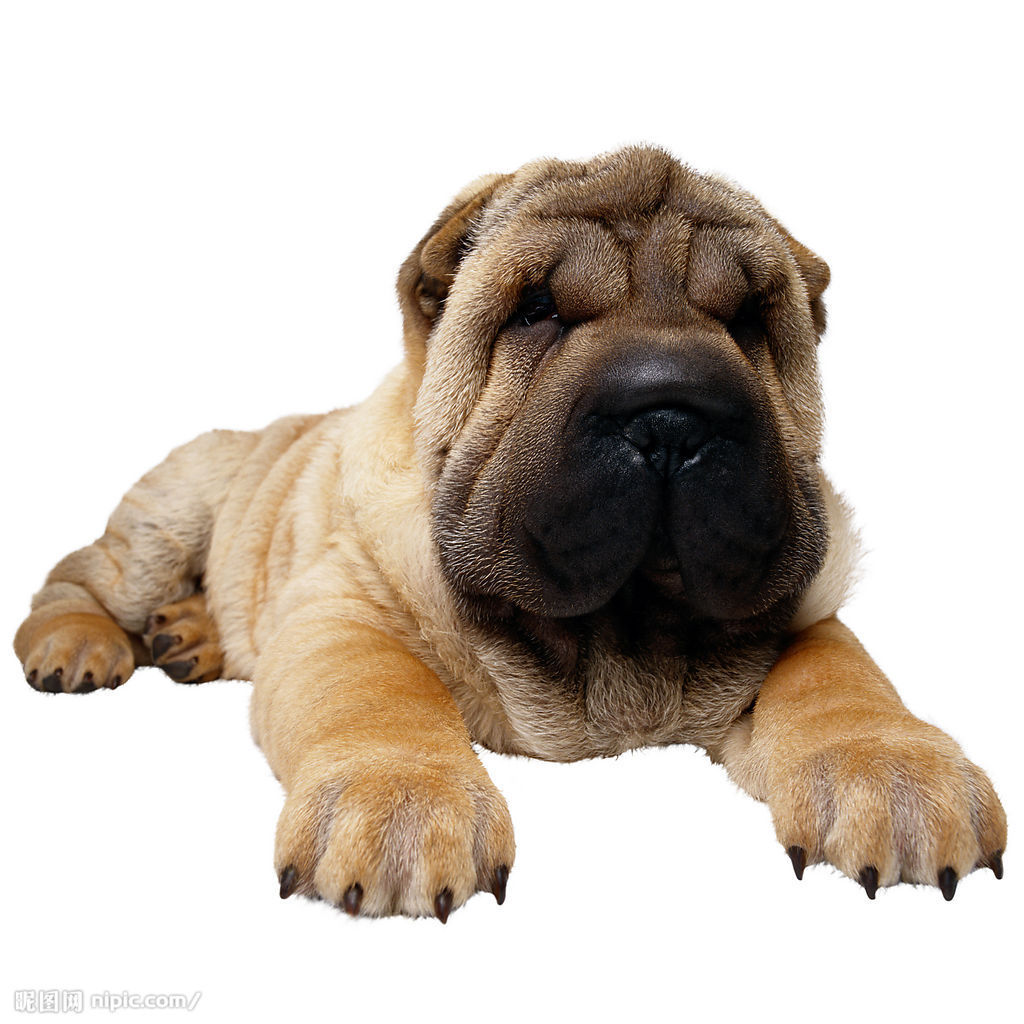 沙皮犬,英文名 sharpei,产于中国广东南海大沥镇一带,是世界名种斗狗