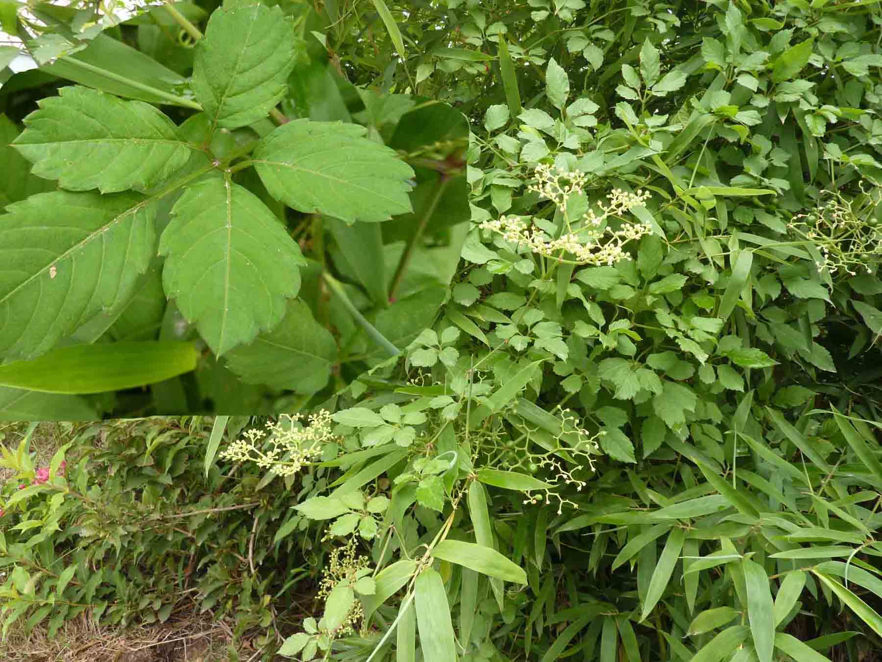  p>乌草是  a target="_blank" href="/item