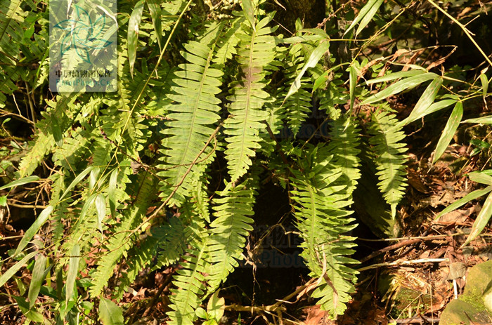  p> b>日本水龙骨 /b>(学名: b> i>polypodiodes niponica /i> /b>)