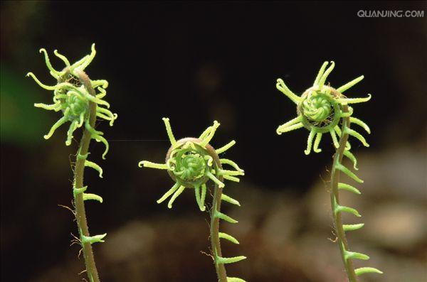  p>乌毛蕨(学名:blechnum orientale)是乌毛蕨属的一种植物,生长于