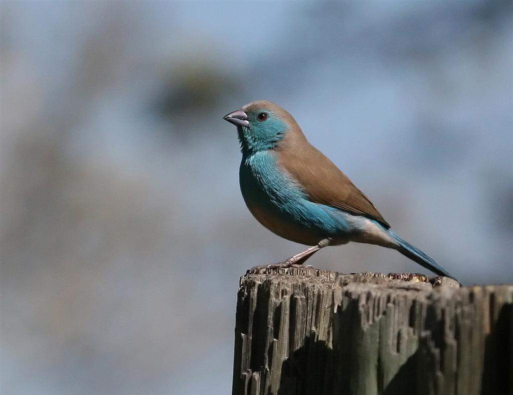 href="#" data-lemmaid="2759328">梅花雀科 /a>(estrildidae)蓝饰雀