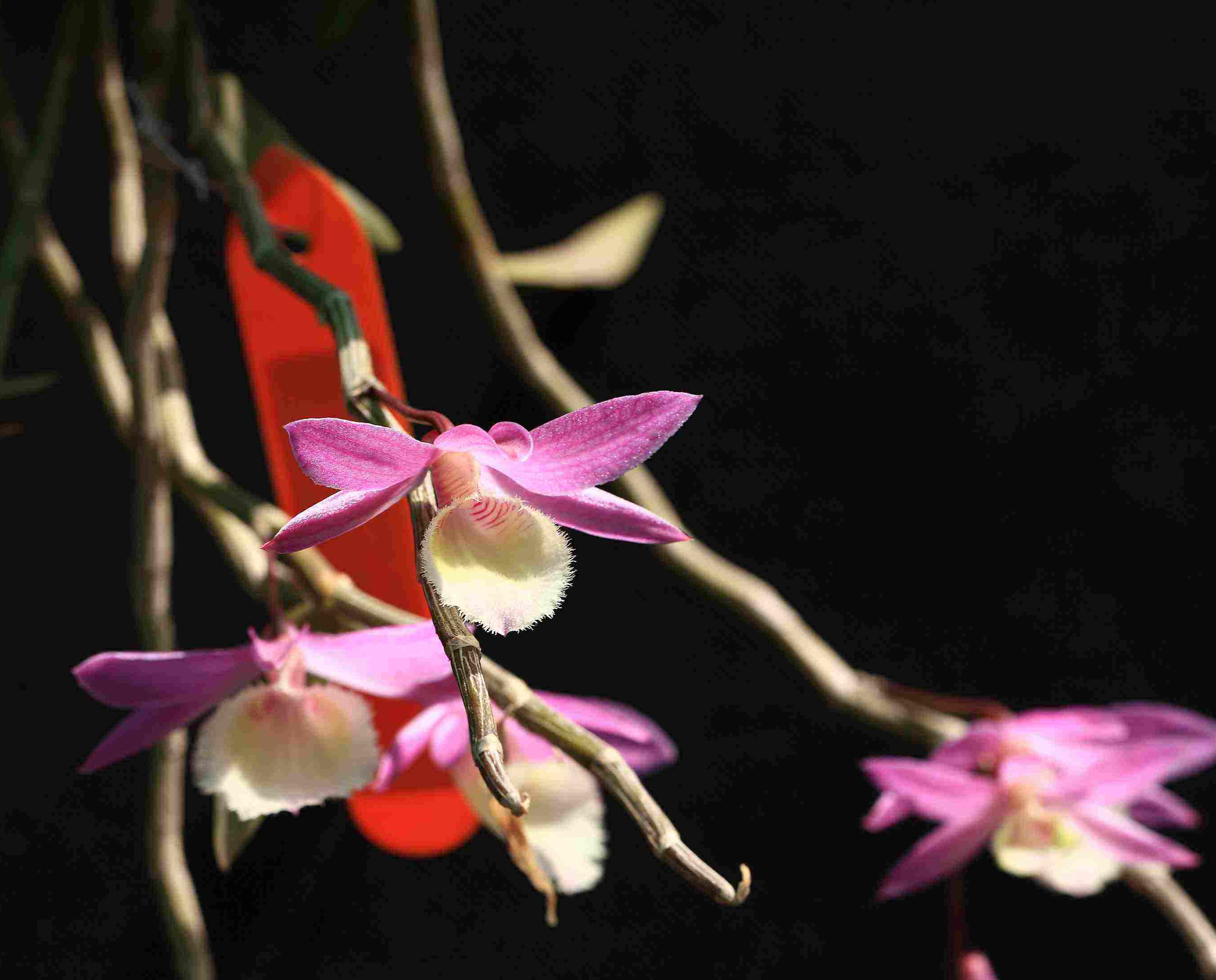  p>红花石斛(学名: i>dendrobium miyakei /i>  schltr.