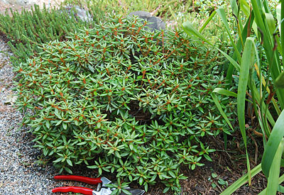 decunbens ait),杜鹃花科,杜香属,变种与原变种的区别在于植株更矮小