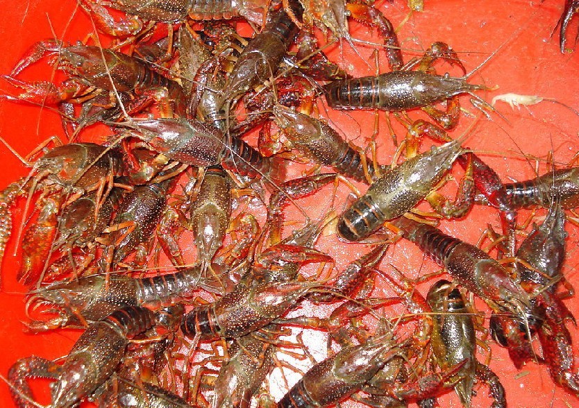 龙虾