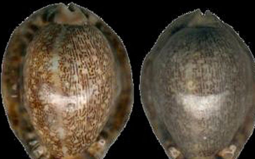  p>吉布宝螺(学名:mauritia arabica gibba)是 a