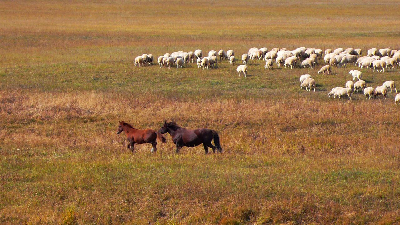 木兰围场国际狩猎场