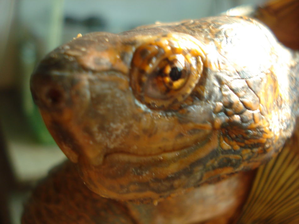  p>亚洲巨龟(学名: i>heosemys grandis /i>)是地龟科,东方龟属动物.