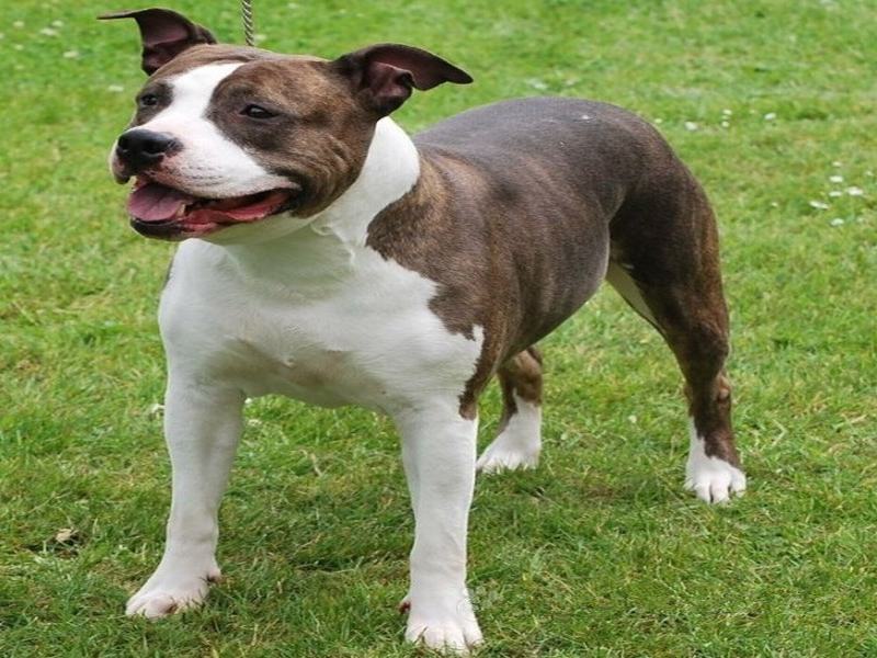 american staffordshire terrier