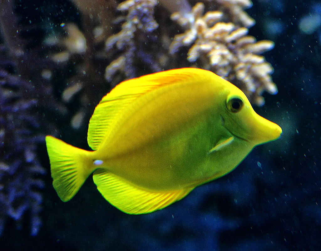 zebrasoma flavescens
