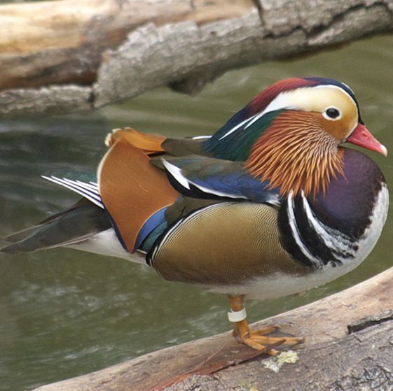  p>鸳鸯(学名: i>aix galericulata /i>):鸳指 a target="_blank"