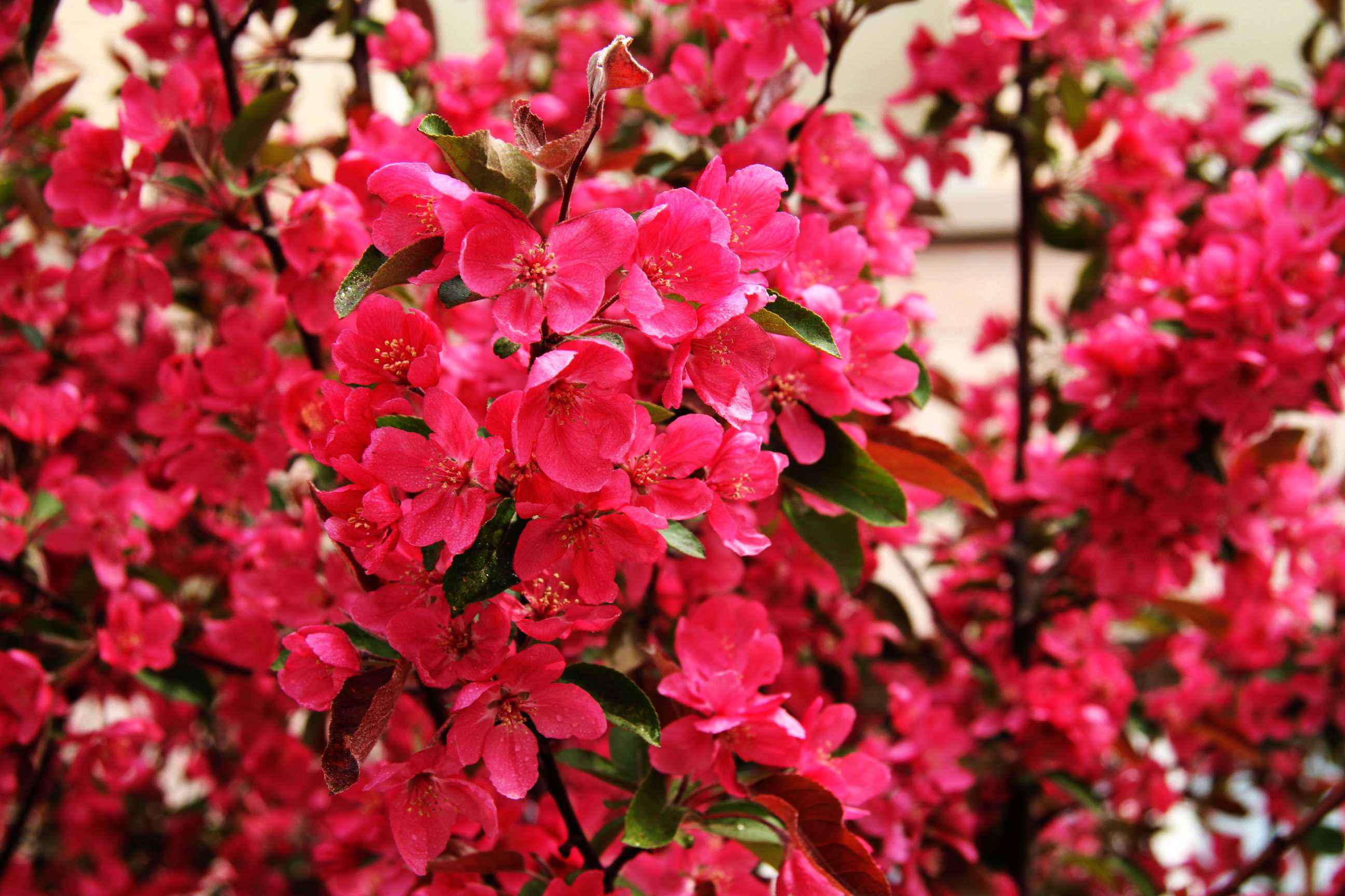  p>西府海棠(学名:malus micromalus),为 a target="_blank" href="