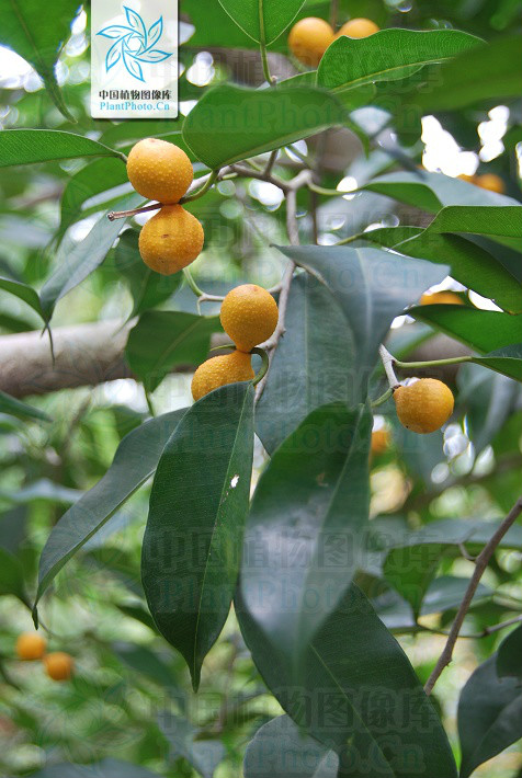  p>尾叶榕,攀援灌木,嫩枝,叶柄具糠秕状鳞片.