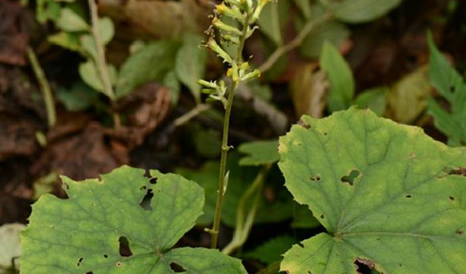 parasenecio hwangshanicus