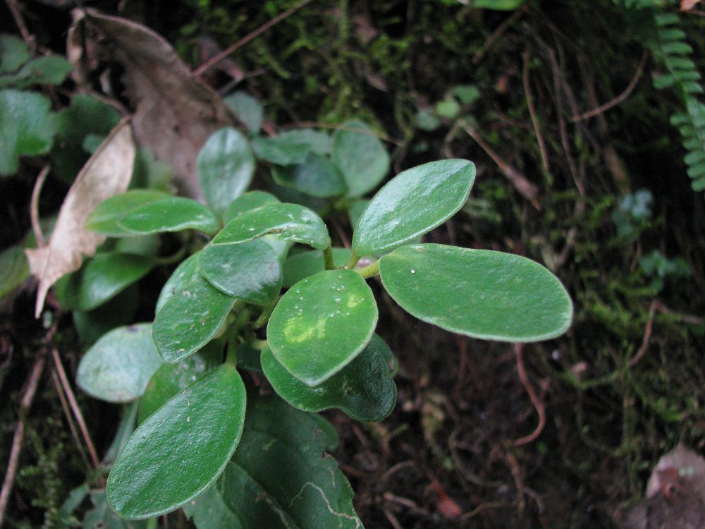  p>豆瓣绿(学名: i>peperomia tetraphylla /i>  (forst. f.) hook.