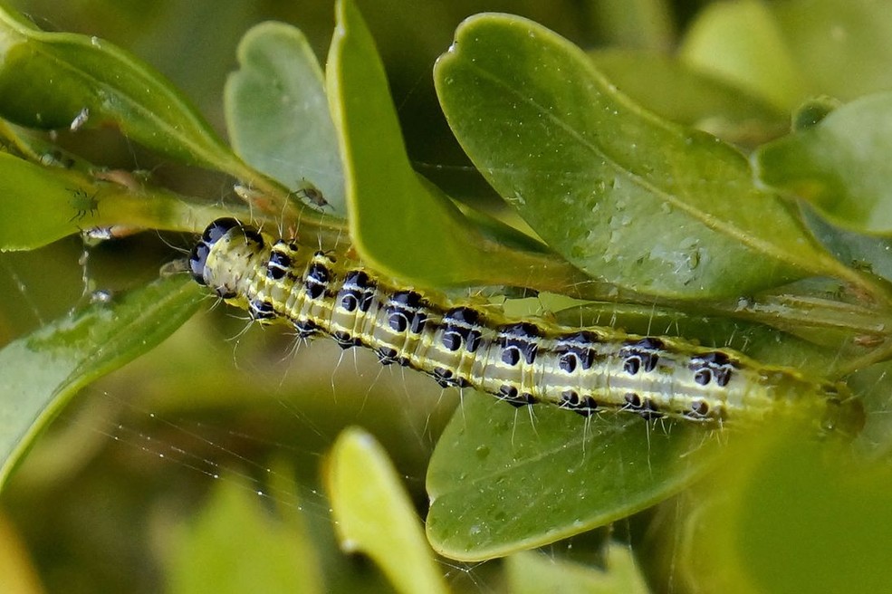 >(walker),属鳞翅目 a target="_blank" href="/item/螟蛾科/6244151"