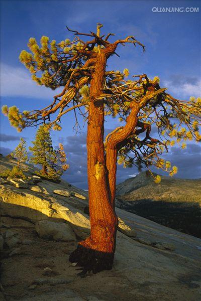  p>马尾松(学名: i>pinus massoniana /i> lamb i>.