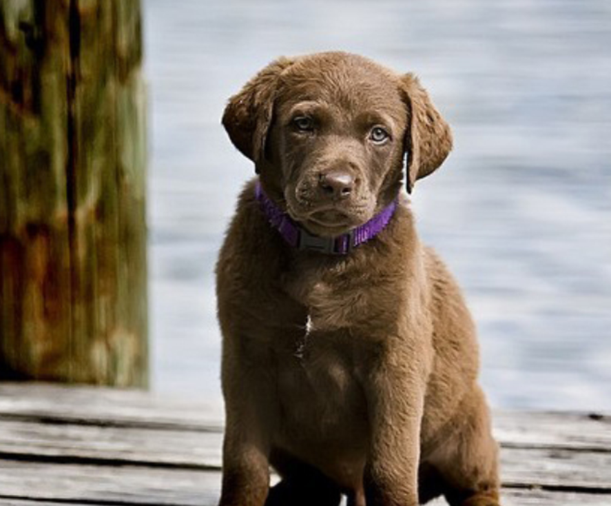  p data-id="gnvegix77n">切萨皮克湾寻猎犬头骨宽而圆,中等大小,微