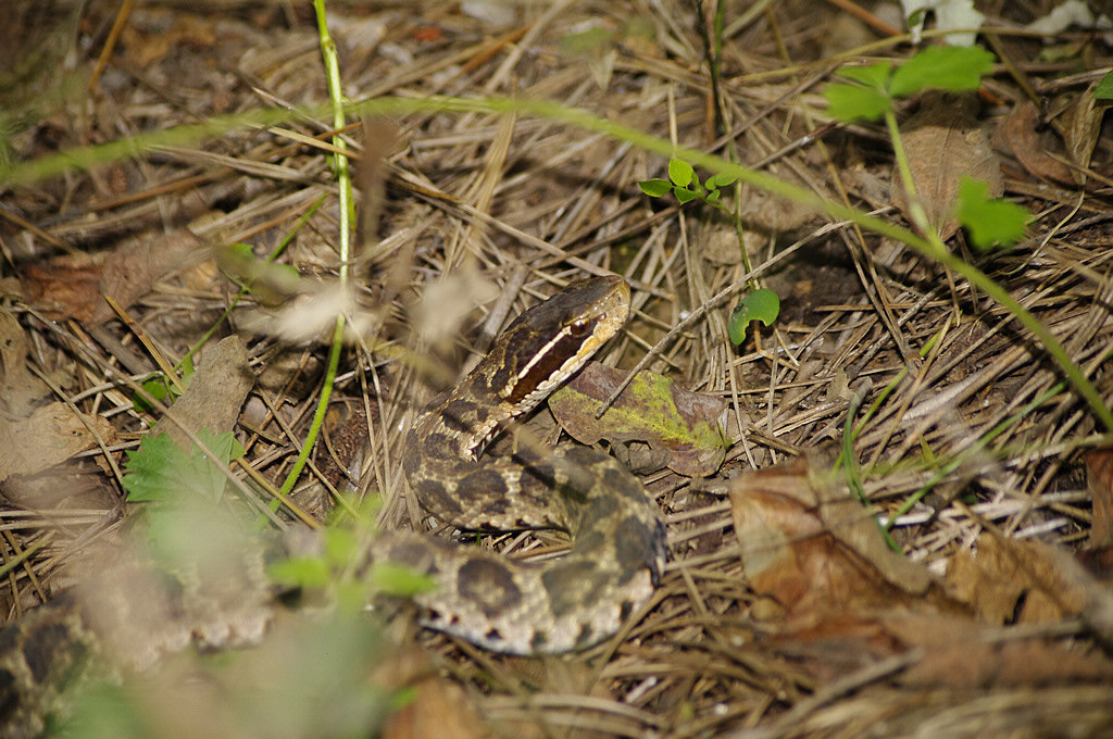  p>短尾蝮(学名: i>gloydius brevicaudus /i>)又称草上飞,地扁蛇