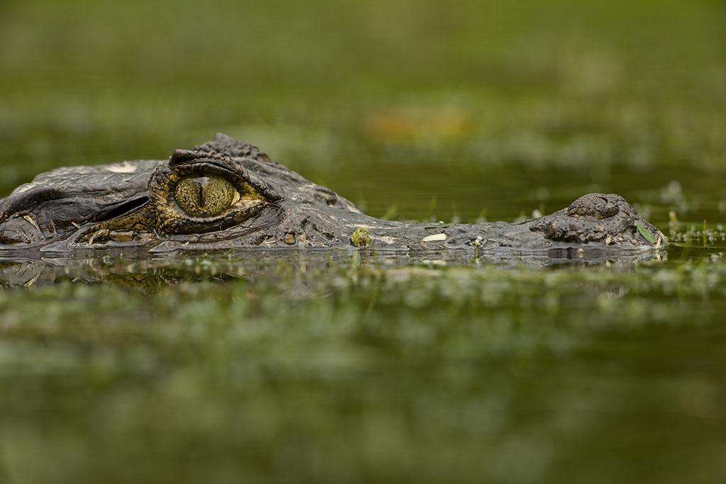 caiman crocodilus