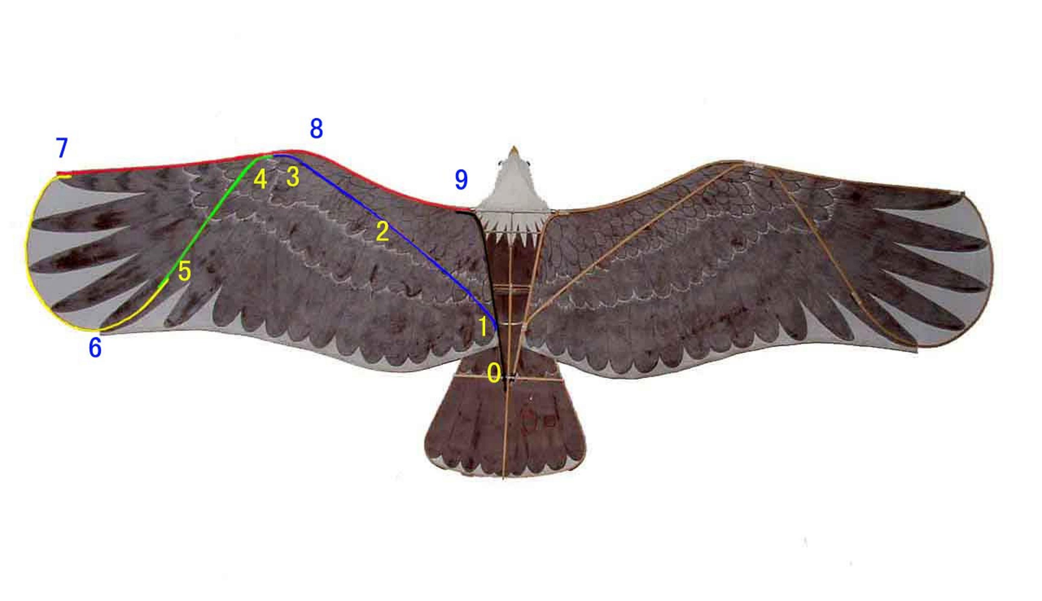 盘鹰属软翅类鹰风筝,是鹰风筝的一种,是一种