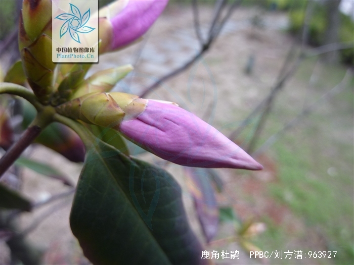  p>鹿角杜鹃(学名: i>rhododendron latoucheae /i> franch.