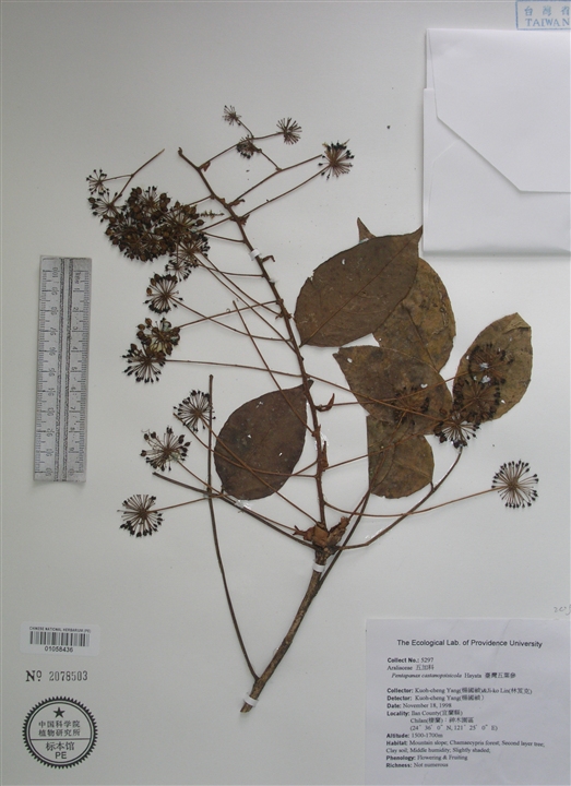  p>台湾五叶参(学名:pentapanax castanopsidicola)是五加科五叶参属