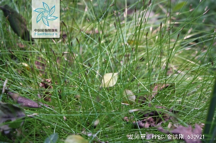 是莎草科,荸荠属植物.