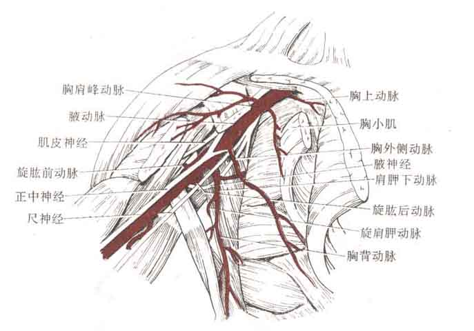 肩胛下动脉