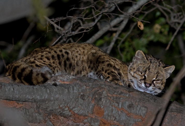  p>南美林虎猫(学名: i>oncifelis guigna /i>):是美洲最小的 a href=