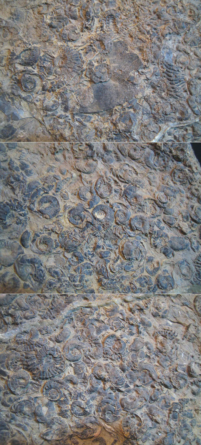  p>直角石(学名orthoceras)是一属已灭绝的直角石亚纲动物.