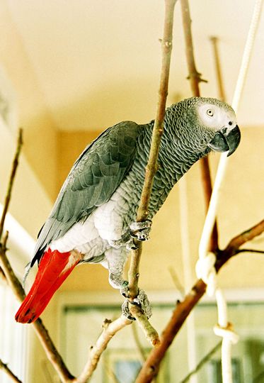  p>非洲灰鹦鹉(学名: i>psittacus erithacus /i>)属于大型鹦鹉,是