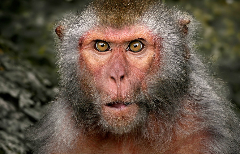  p>猕猴(学名: i>macaca mulatta /i>):体长51-63厘米.