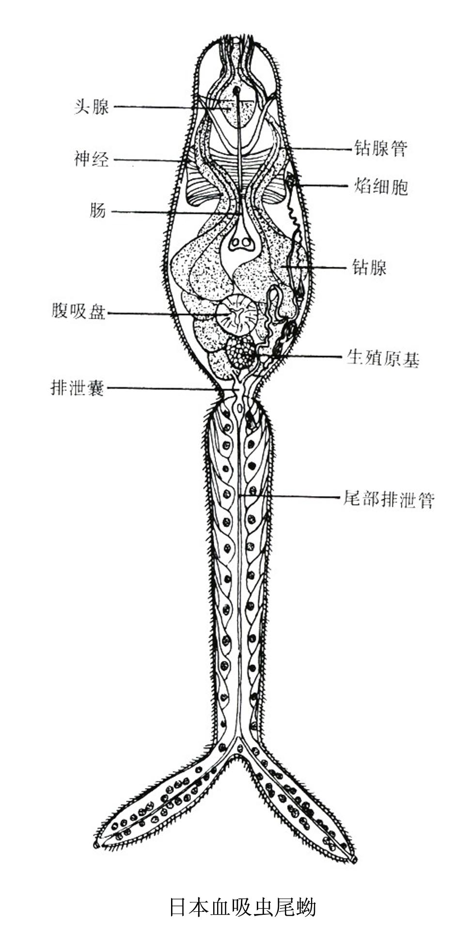 尾蚴
