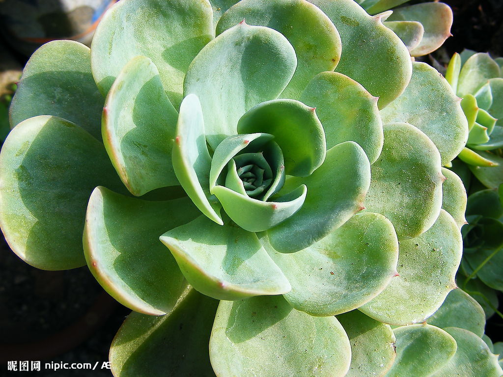  p>黄花石莲,一种多年生无毛 a>草本 /a>植物,多年生无毛草本,高10